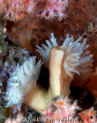 Hard coral polyps taken on a night dive at Ras Umm Sid. by Nikki Van Veelen 